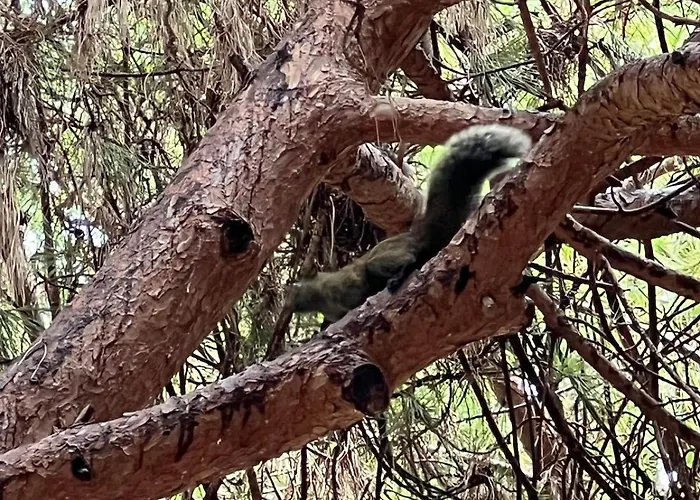 Le Saint Honorat Juan Les Pins شقة أنتيب