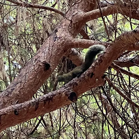 Le Saint Honorat Juan Les Pins Daire Antibes